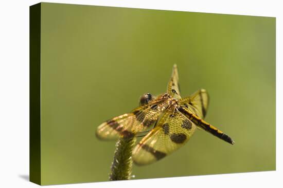 Halloween Pennant Dragonfly (Celithemis Eponina)-Lynn M^ Stone-Stretched Canvas