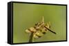 Halloween Pennant Dragonfly (Celithemis Eponina)-Lynn M^ Stone-Framed Stretched Canvas