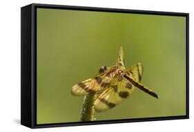 Halloween Pennant Dragonfly (Celithemis Eponina)-Lynn M^ Stone-Framed Stretched Canvas