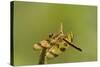 Halloween Pennant Dragonfly (Celithemis Eponina)-Lynn M^ Stone-Stretched Canvas