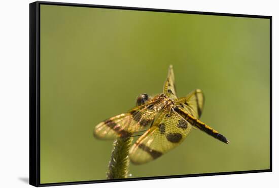 Halloween Pennant Dragonfly (Celithemis Eponina)-Lynn M^ Stone-Framed Stretched Canvas