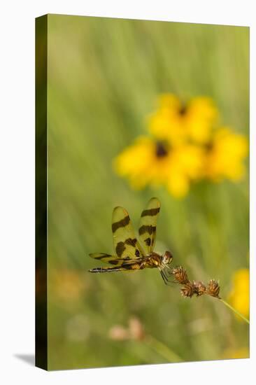 Halloween Pennant Dragonfly (Celithemis Eponina)-Lynn M^ Stone-Stretched Canvas