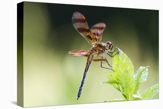 Halloween Pennant Dragonfly (Celithemis Eponina)-Lynn M^ Stone-Stretched Canvas