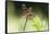 Halloween Pennant Dragonfly (Celithemis Eponina)-Lynn M^ Stone-Framed Stretched Canvas