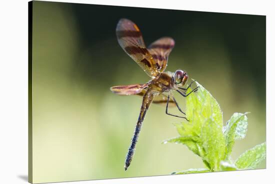 Halloween Pennant Dragonfly (Celithemis Eponina)-Lynn M^ Stone-Stretched Canvas