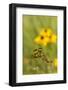 Halloween Pennant Dragonfly (Celithemis Eponina)-Lynn M^ Stone-Framed Photographic Print