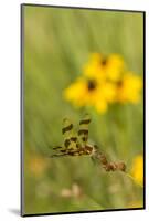 Halloween Pennant Dragonfly (Celithemis Eponina)-Lynn M^ Stone-Mounted Photographic Print