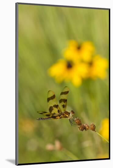 Halloween Pennant Dragonfly (Celithemis Eponina)-Lynn M^ Stone-Mounted Photographic Print