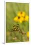 Halloween Pennant Dragonfly (Celithemis Eponina)-Lynn M^ Stone-Framed Photographic Print