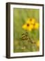 Halloween Pennant Dragonfly (Celithemis Eponina)-Lynn M^ Stone-Framed Photographic Print