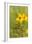 Halloween Pennant Dragonfly (Celithemis Eponina)-Lynn M^ Stone-Framed Photographic Print