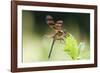 Halloween Pennant Dragonfly (Celithemis Eponina)-Lynn M^ Stone-Framed Photographic Print