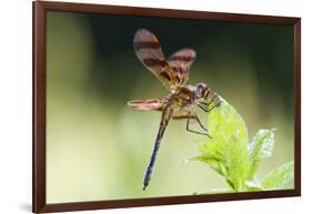 Halloween Pennant Dragonfly (Celithemis Eponina)-Lynn M^ Stone-Framed Photographic Print