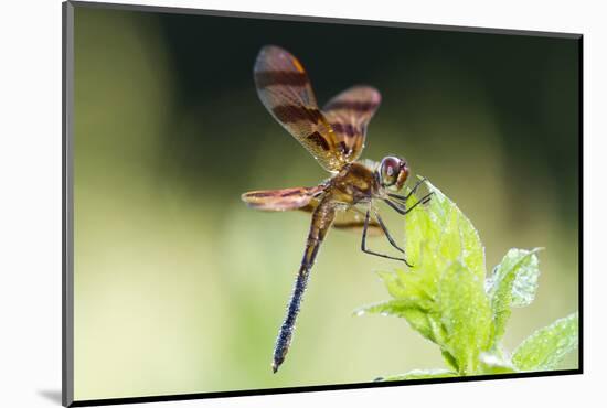 Halloween Pennant Dragonfly (Celithemis Eponina)-Lynn M^ Stone-Mounted Photographic Print