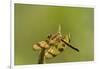 Halloween Pennant Dragonfly (Celithemis Eponina)-Lynn M^ Stone-Framed Photographic Print