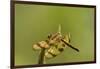 Halloween Pennant Dragonfly (Celithemis Eponina)-Lynn M^ Stone-Framed Photographic Print