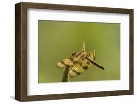 Halloween Pennant Dragonfly (Celithemis Eponina)-Lynn M^ Stone-Framed Photographic Print