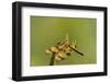 Halloween Pennant Dragonfly (Celithemis Eponina)-Lynn M^ Stone-Framed Photographic Print