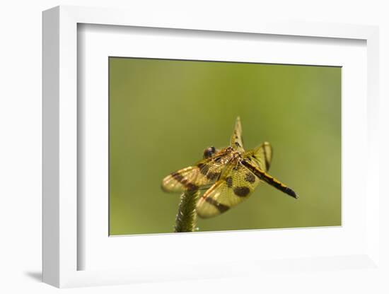 Halloween Pennant Dragonfly (Celithemis Eponina)-Lynn M^ Stone-Framed Photographic Print