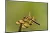 Halloween Pennant Dragonfly (Celithemis Eponina)-Lynn M^ Stone-Mounted Photographic Print