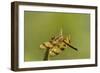 Halloween Pennant Dragonfly (Celithemis Eponina)-Lynn M^ Stone-Framed Photographic Print