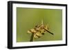 Halloween Pennant Dragonfly (Celithemis Eponina)-Lynn M^ Stone-Framed Photographic Print