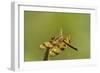 Halloween Pennant Dragonfly (Celithemis Eponina)-Lynn M^ Stone-Framed Photographic Print