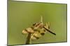 Halloween Pennant Dragonfly (Celithemis Eponina)-Lynn M^ Stone-Mounted Photographic Print