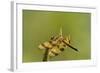 Halloween Pennant Dragonfly (Celithemis Eponina)-Lynn M^ Stone-Framed Photographic Print