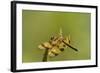 Halloween Pennant Dragonfly (Celithemis Eponina)-Lynn M^ Stone-Framed Photographic Print