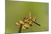 Halloween Pennant Dragonfly (Celithemis Eponina)-Lynn M^ Stone-Mounted Photographic Print