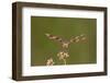 Halloween Pennant Dragonfly Male Dupage, Illinois, Usa-Richard ans Susan Day-Framed Photographic Print