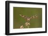 Halloween Pennant Dragonfly Male Dupage, Illinois, Usa-Richard ans Susan Day-Framed Photographic Print