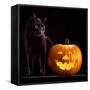 Halloween Pumpkin and Black Cat Scary Spooky and Creepy Horror Holiday Superstition Evil Animal And-kikkerdirk-Framed Stretched Canvas