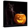 Halloween Pumpkin and Black Cat Scary Spooky and Creepy Horror Holiday Superstition Evil Animal And-kikkerdirk-Stretched Canvas