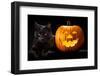 Halloween Pumpkin and Black Cat Scary Spooky and Creepy Horror Holiday Superstition Evil Animal And-kikkerdirk-Framed Photographic Print