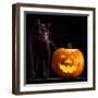 Halloween Pumpkin and Black Cat Scary Spooky and Creepy Horror Holiday Superstition Evil Animal And-kikkerdirk-Framed Photographic Print