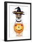 Halloween Pumpkin Witch Dog-Javier Brosch-Framed Premium Photographic Print