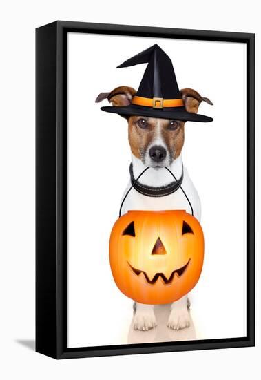 Halloween Pumpkin Witch Dog-Javier Brosch-Framed Stretched Canvas