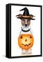 Halloween Pumpkin Witch Dog-Javier Brosch-Framed Stretched Canvas