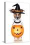 Halloween Pumpkin Witch Dog-Javier Brosch-Stretched Canvas