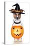 Halloween Pumpkin Witch Dog-Javier Brosch-Stretched Canvas