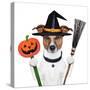 Halloween Pumpkin Witch Dog-Javier Brosch-Stretched Canvas