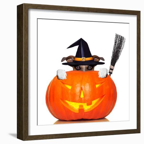 Halloween Pumpkin Witch Dog-Javier Brosch-Framed Photographic Print