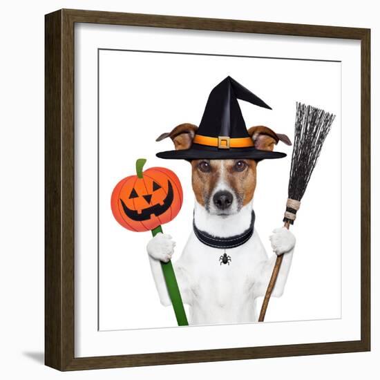 Halloween Pumpkin Witch Dog-Javier Brosch-Framed Photographic Print