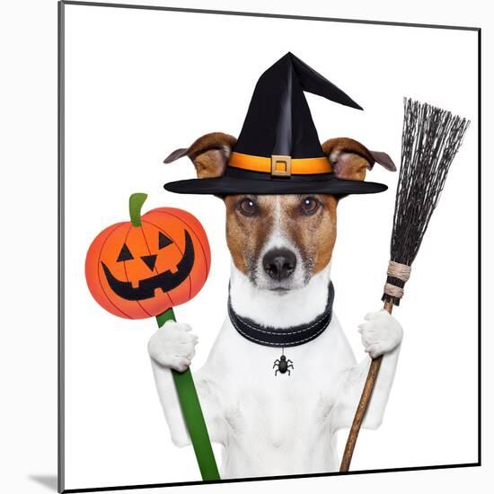 Halloween Pumpkin Witch Dog-Javier Brosch-Mounted Photographic Print