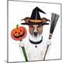 Halloween Pumpkin Witch Dog-Javier Brosch-Mounted Photographic Print