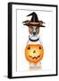 Halloween Pumpkin Witch Dog-Javier Brosch-Framed Photographic Print