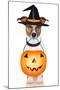 Halloween Pumpkin Witch Dog-Javier Brosch-Mounted Photographic Print