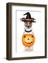 Halloween Pumpkin Witch Dog-Javier Brosch-Framed Photographic Print